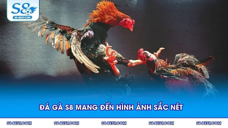 Đá gà S8 mang đến hình ảnh sắc nét cho người xem