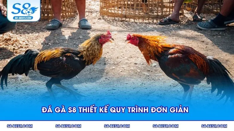 Đá gà S8 thiết kế quy trình đơn giản cho người dùng tham gia